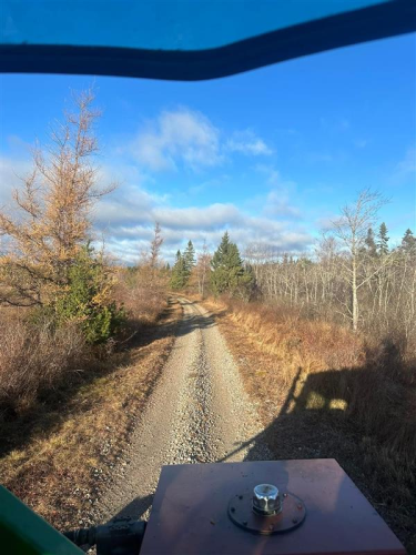 Tree Removal Landscaping, land clearing, bush cutting, and mulching trees