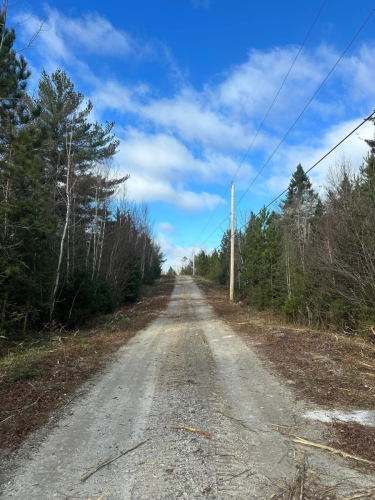 Tree Removal Landscaping, land clearing, bush cutting, and mulching trees